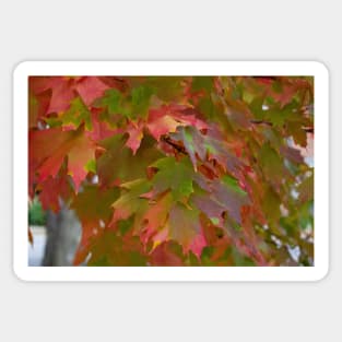 colorful fall maple leaves thanksgiving Sticker